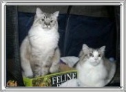 Billy and Brandy - brother and sister