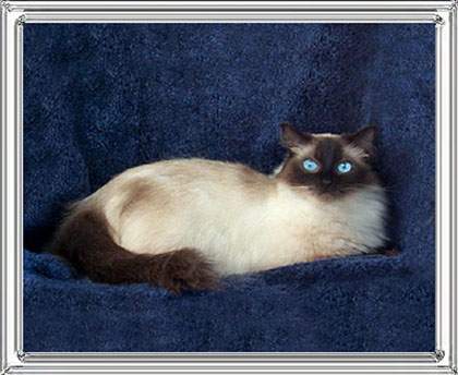 Seal Colorpoint