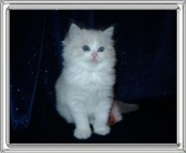 Crystal - Blue Lynxpoint Bicolor