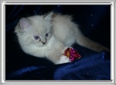 Makayda - Seal Lynxpoint Mitted