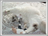 Renny Kitten