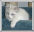 Baby Snow