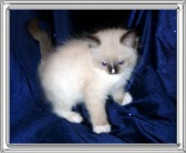 Spice - Sealpoint Mitted