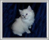 Sugar - Blue Lynxpoint Mitted