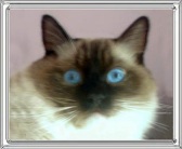 Tyler - Sealpoint Mitted